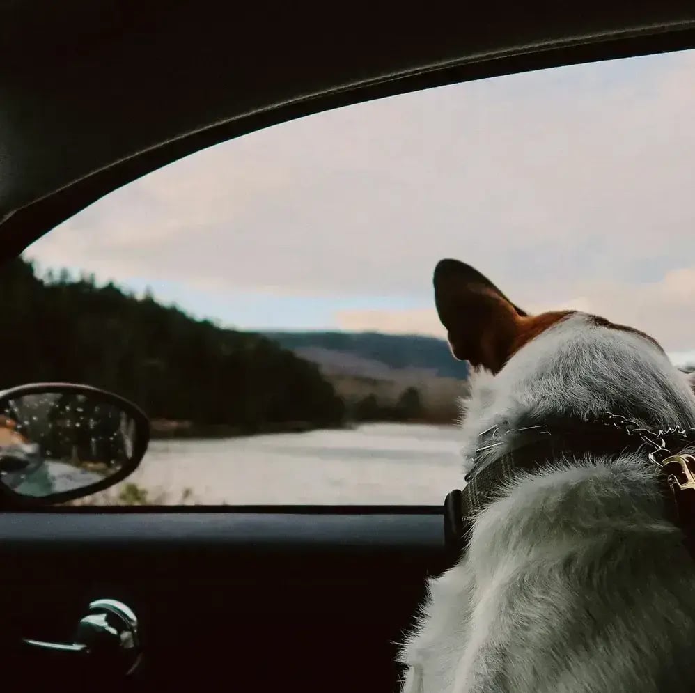 Photo by Lauren Guardala - Car image on Unsplash