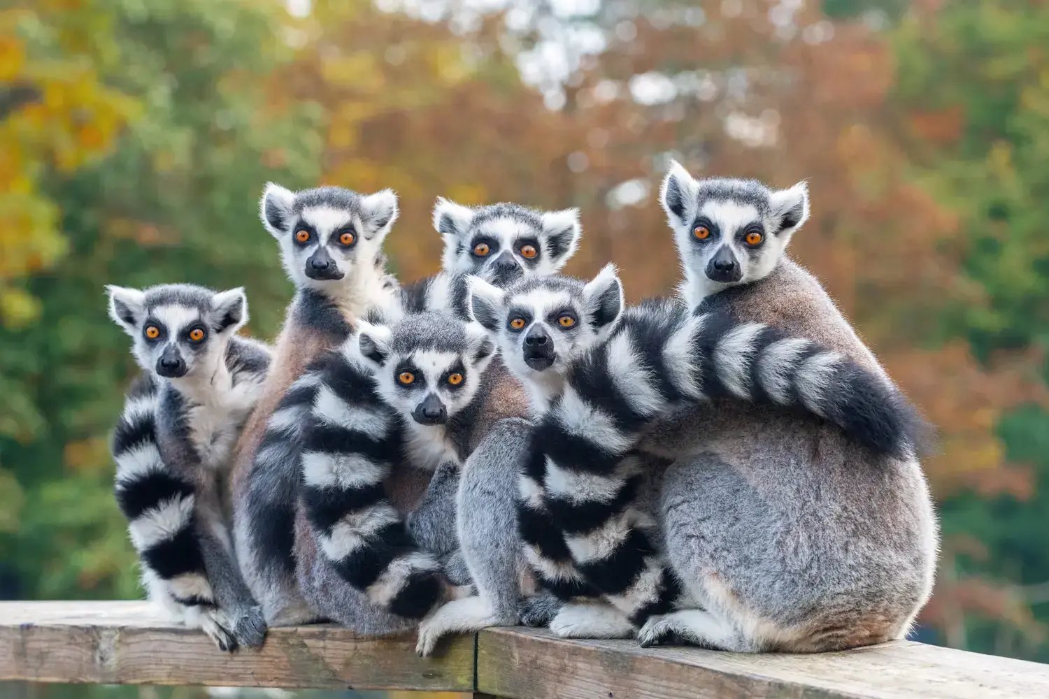 Lemurs